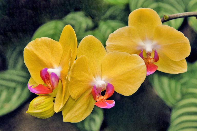 Yellow orchid surprise copy